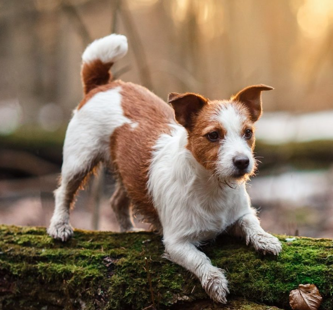 Timber Ridge Animal Hospital in Bonney Lake, WA